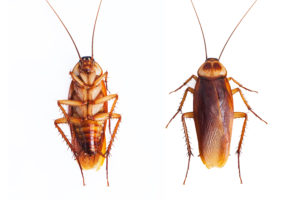 Pest Control